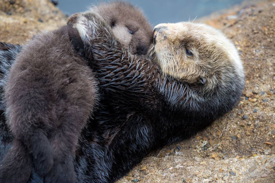 A sea otter floating in Monterey Bay